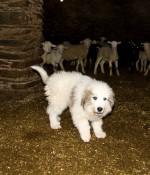 Agricultura lliura dos nous gossos que protegeixen els ramats al Parc Natural de l'Alt Pirineu
